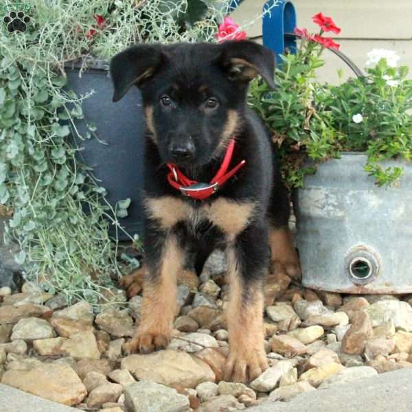 Seth, German Shepherd Mix Puppy