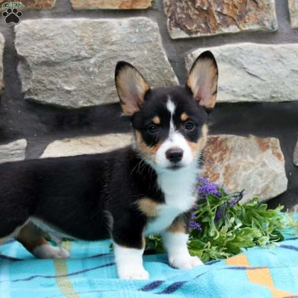 Seth, Pembroke Welsh Corgi Puppy