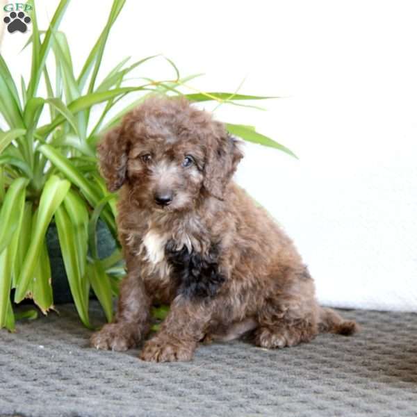 Seth, Mini Labradoodle Puppy