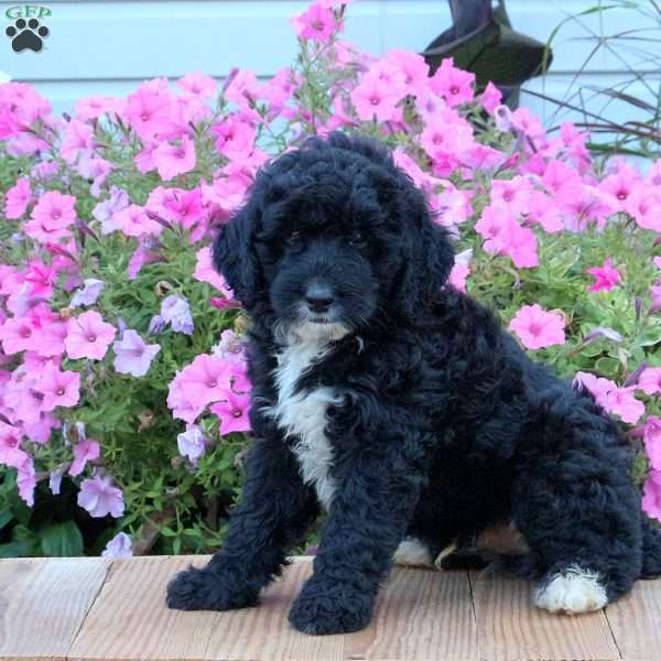 Shadow, Mini Bernedoodle Puppy