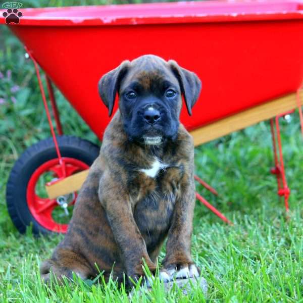 Shadows, Boxer Puppy