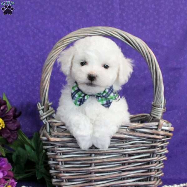 Shadrick, Bichon Frise Puppy