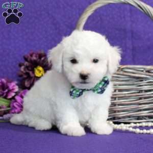 Shadrick, Bichon Frise Puppy