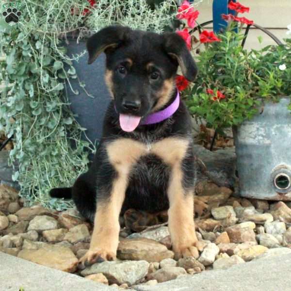 Sharron, German Shepherd Mix Puppy