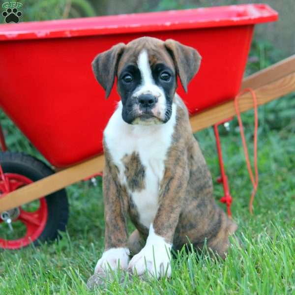 Sheba, Boxer Puppy