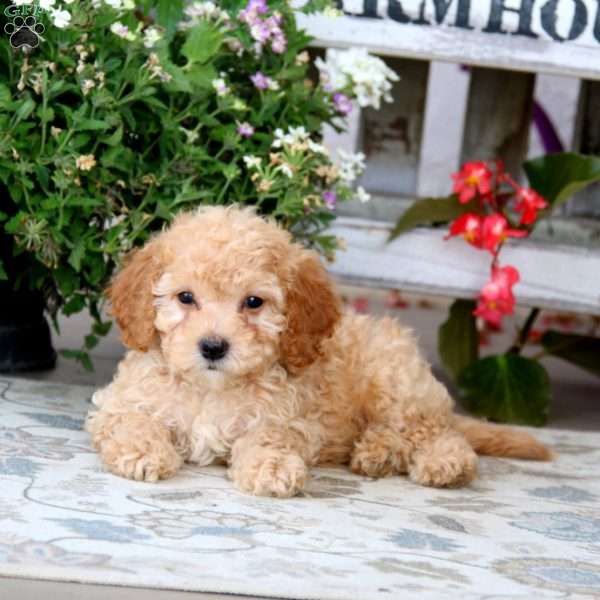 Sheila, Cavapoo Puppy