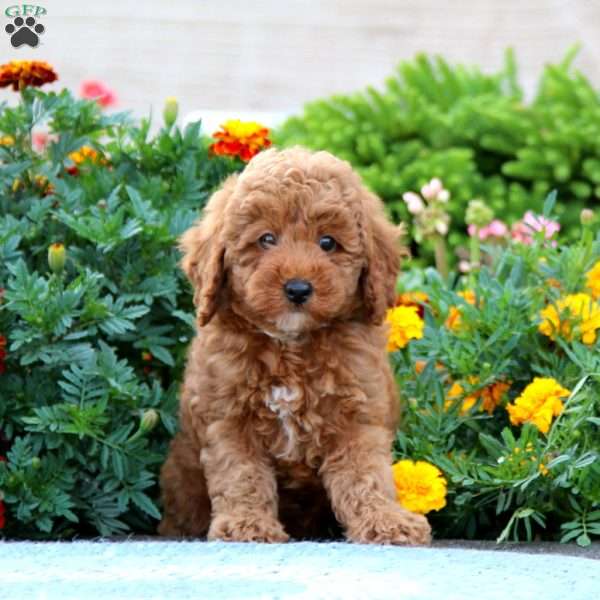 Sheila, Miniature Poodle Puppy