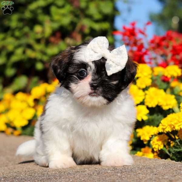 Sheila, Shih Tzu Puppy