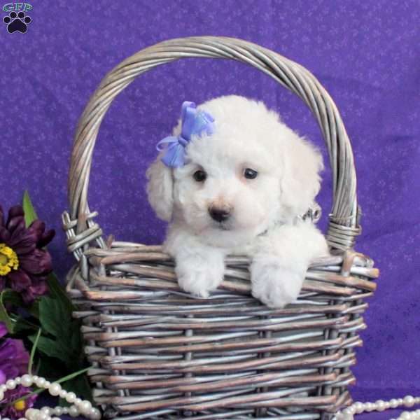 Shelby, Bichon Frise Puppy