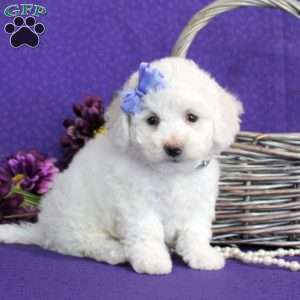 Shelby, Bichon Frise Puppy