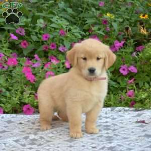 Golden Retriever Puppies For Sale - Greenfield Puppies