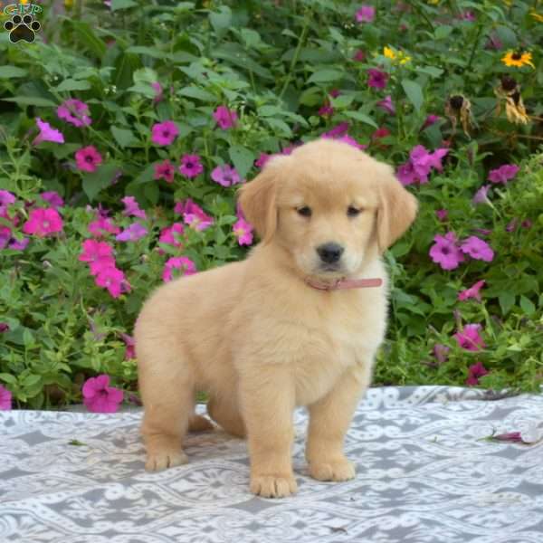 Shell, Golden Retriever Puppy