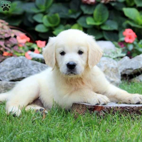 Shelly, English Cream Golden Retriever Puppy