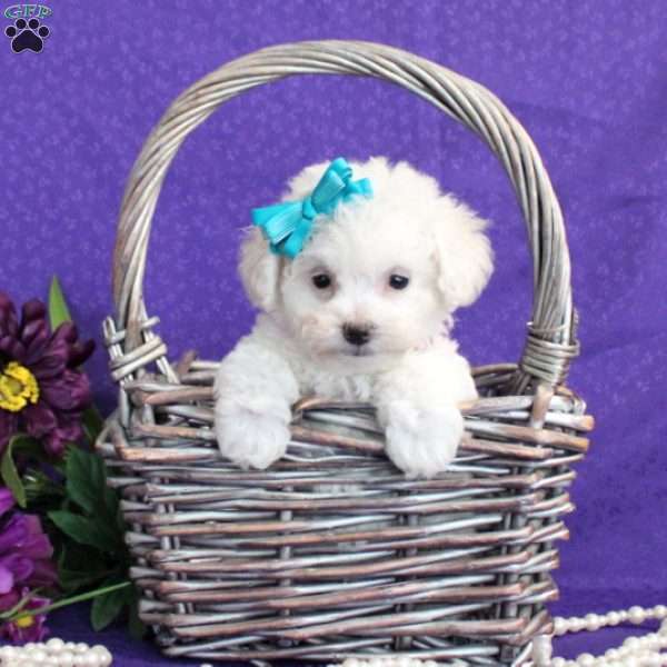 Sheri, Bichon Frise Puppy