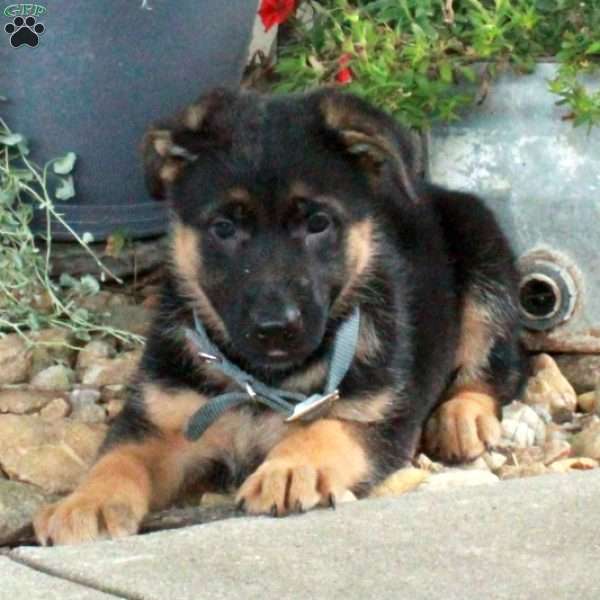 Sherry, German Shepherd Mix Puppy