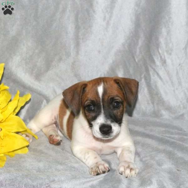 Sheyenne, Jack Russell Terrier Puppy