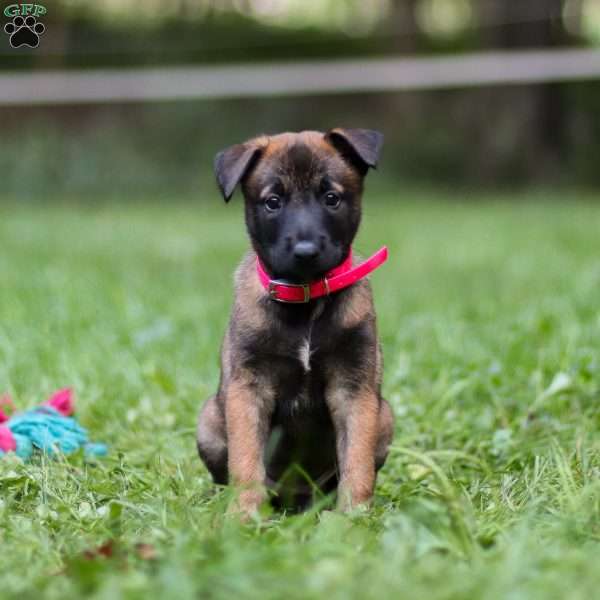 Shiloh, Belgian Malinois Puppy