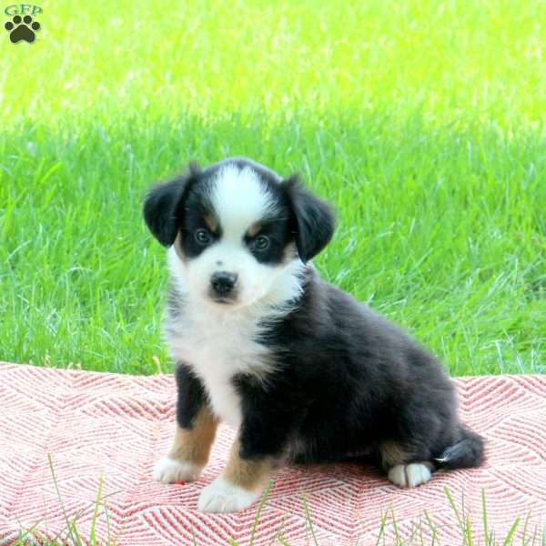 Shiloh, Miniature Australian Shepherd Puppy