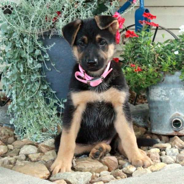 Shirley, German Shepherd Mix Puppy