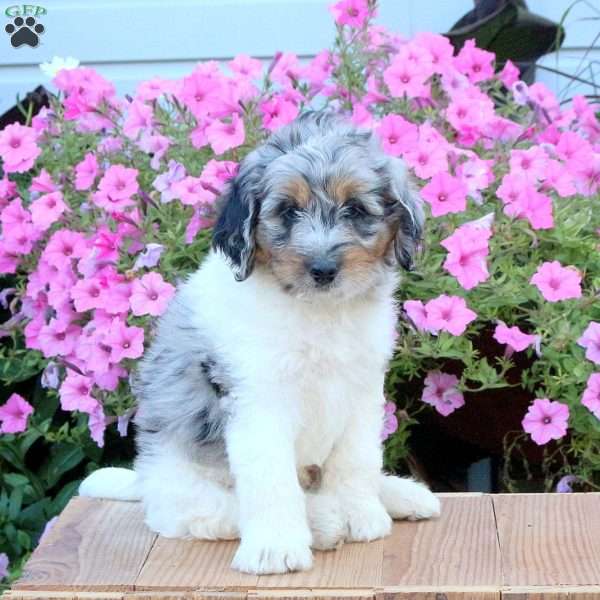 Sid, Mini Bernedoodle Puppy