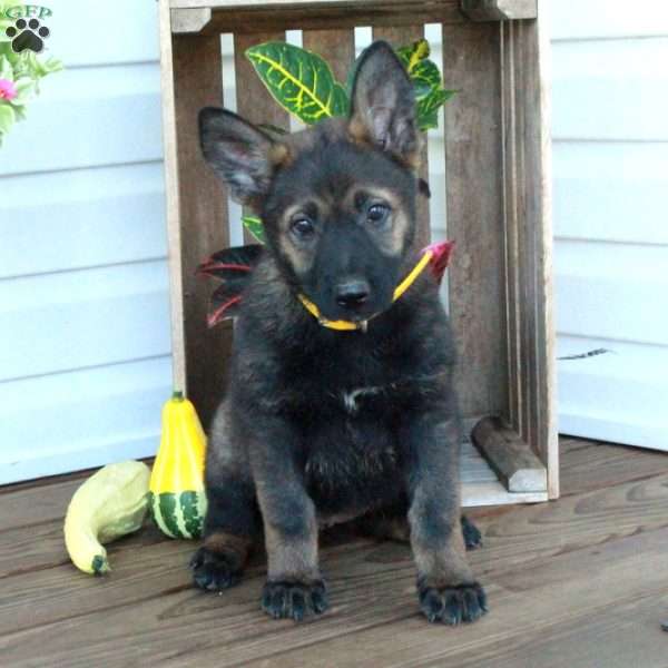 Sierra, German Shepherd Puppy