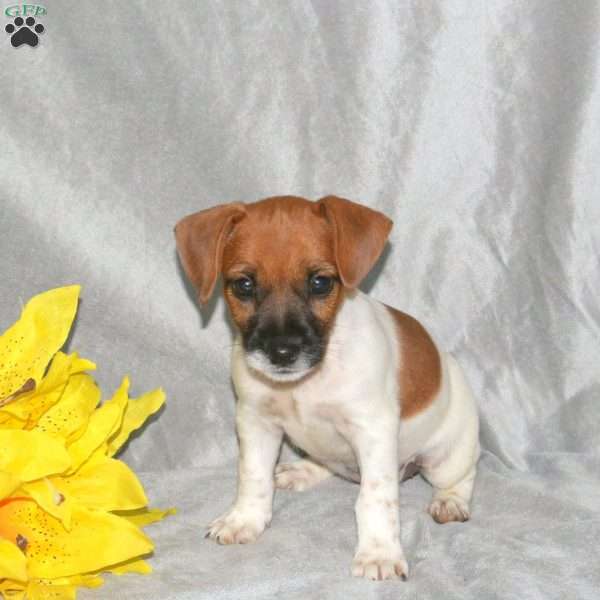 Sierra, Jack Russell Terrier Puppy