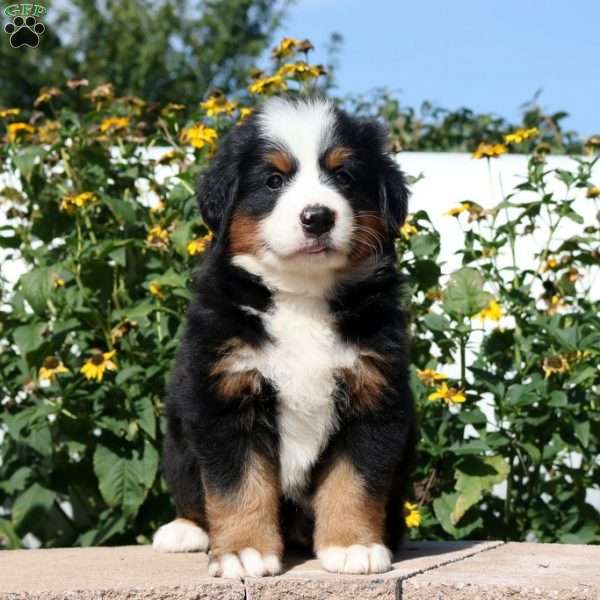 Sierra, Bernese Mountain Dog Puppy