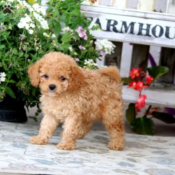 Silas, Cavapoo Puppy