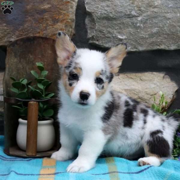 Silas, Pembroke Welsh Corgi Puppy