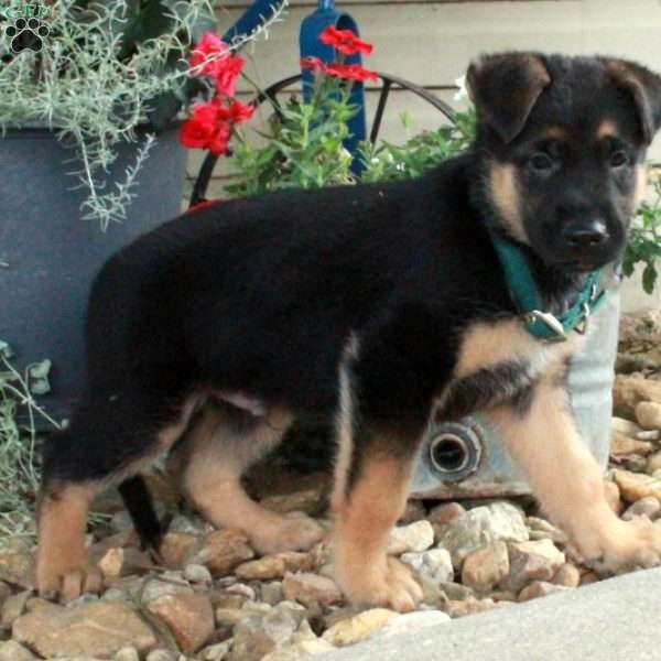 Silver, German Shepherd Mix Puppy