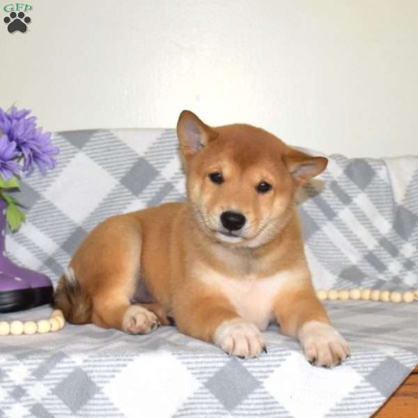 Simba, Shiba Inu Puppy