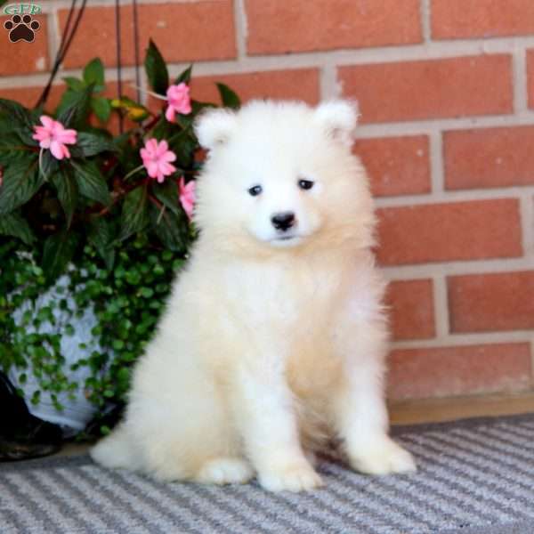 Simba, Samoyed Puppy