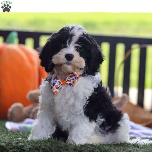 Simba, Cavapoo Puppy