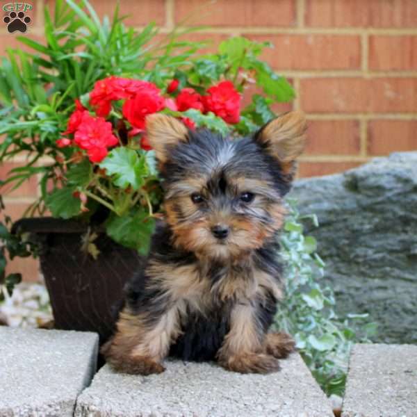 Simon, Yorkie Puppy