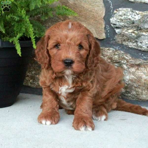 Simon, Cavapoo Puppy