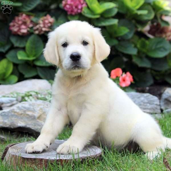 Simon, English Cream Golden Retriever Puppy