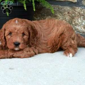 Simon, Cavapoo Puppy