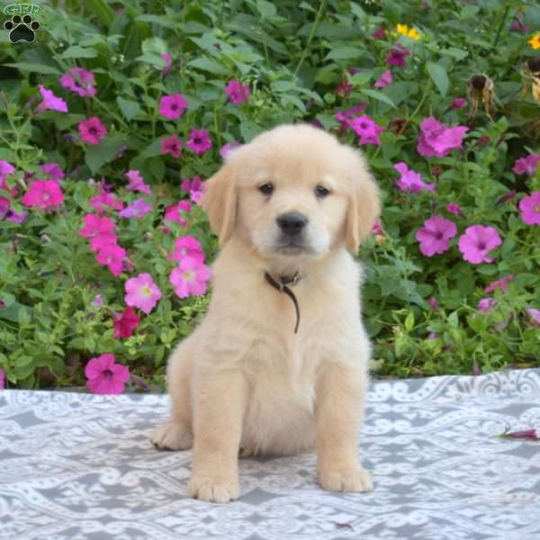 Sketch, Golden Retriever Puppy