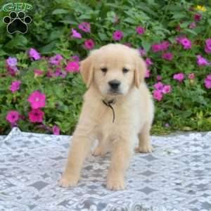 Sketch, Golden Retriever Puppy