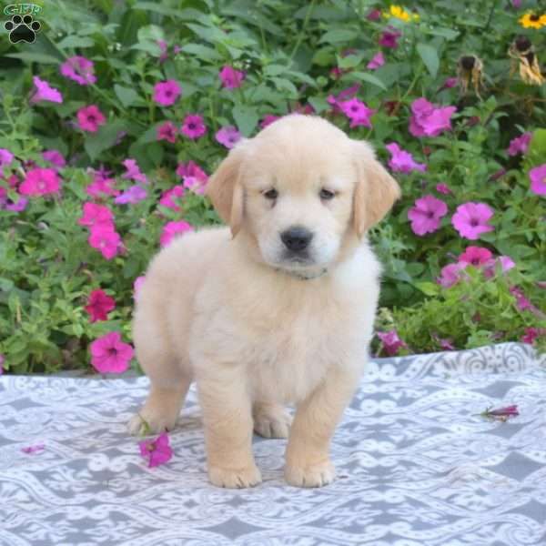 Skipper, Golden Retriever Puppy