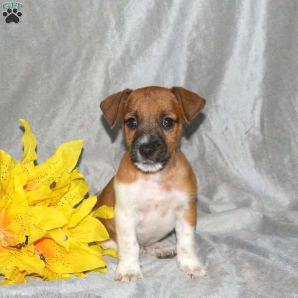 Skipper, Jack Russell Terrier Puppy