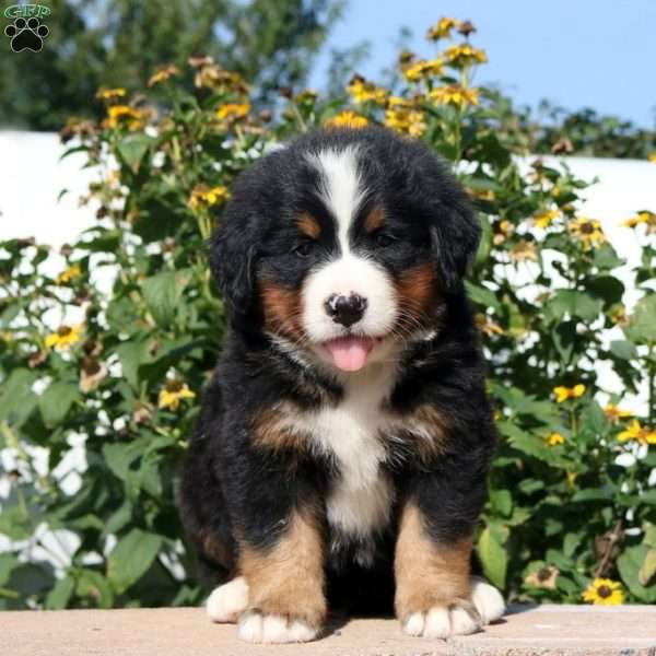 Skipper, Bernese Mountain Dog Puppy