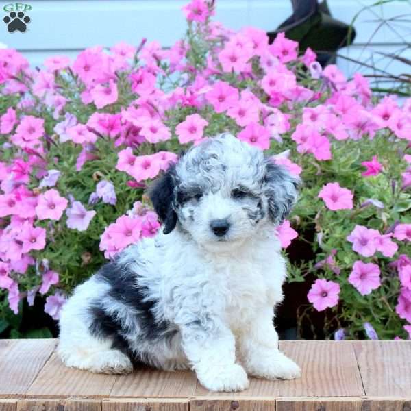 Skye, Mini Bernedoodle Puppy