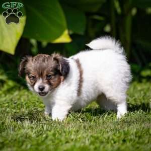 Skyler, Papillon Puppy