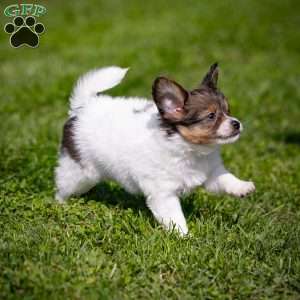 Skyler, Papillon Puppy