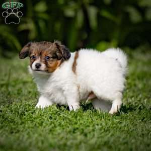 Skyler, Papillon Puppy