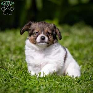 Skyler, Papillon Puppy