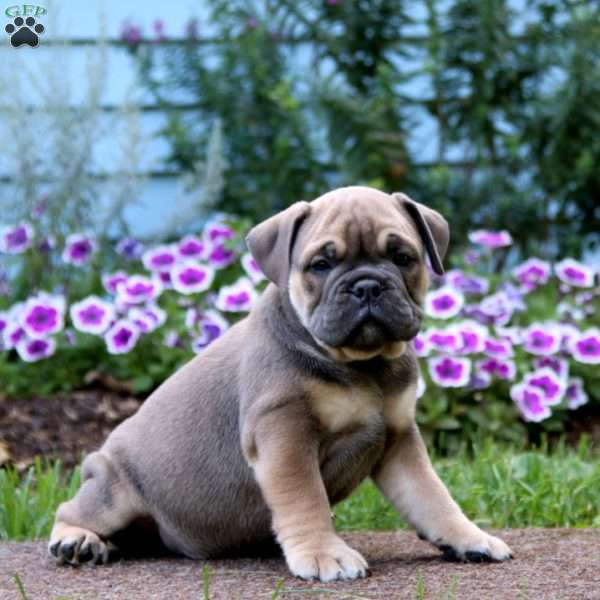 Skyler, Olde English Bulldogge Puppy