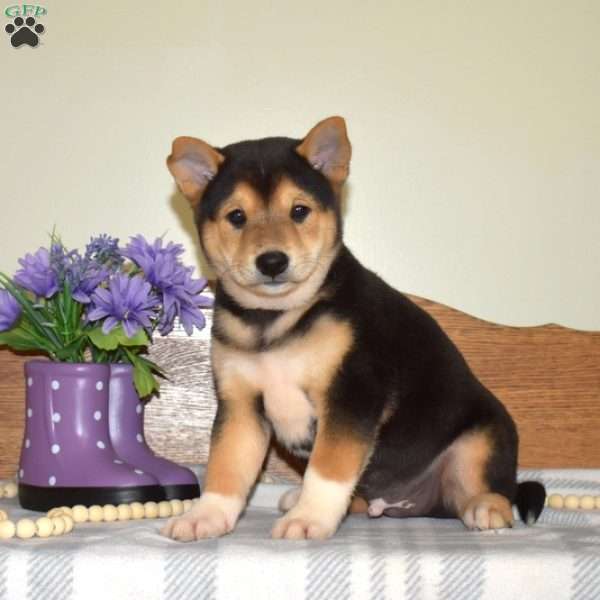 Sneakers, Shiba Inu Puppy