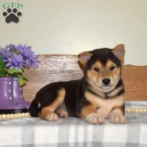 Sneakers, Shiba Inu Puppy